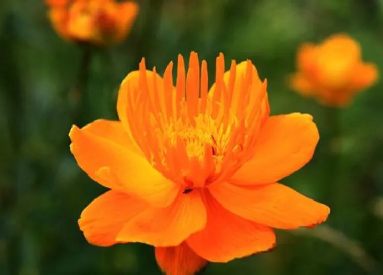 金莲花的功效与作用