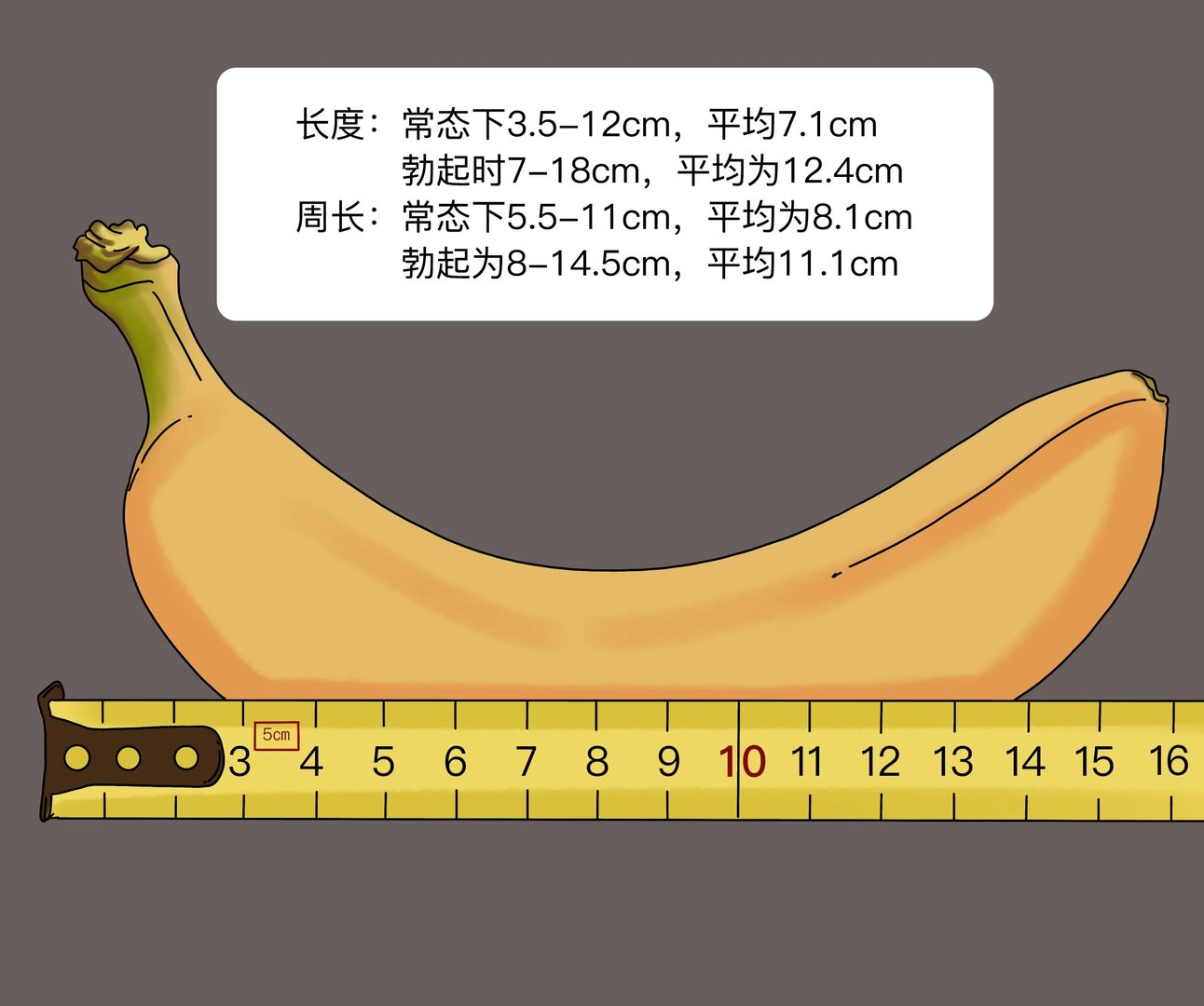 中国男性阴茎大小