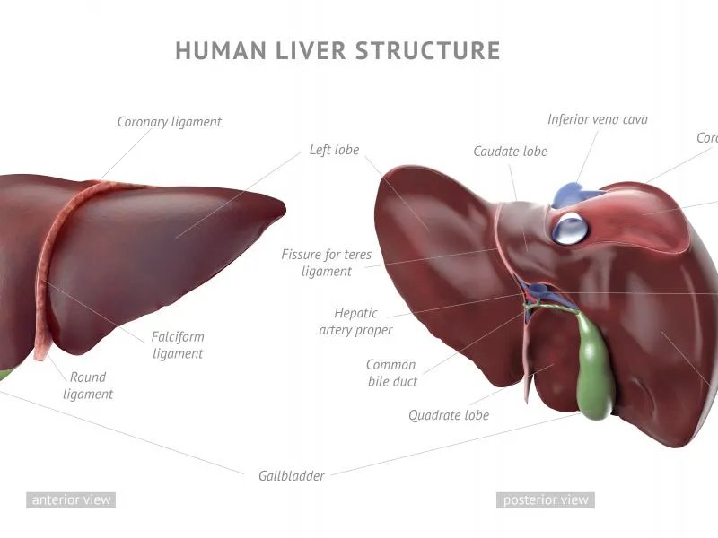 多囊肝多囊肾是什么