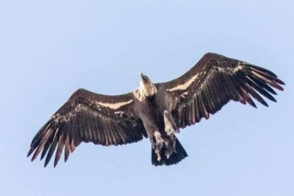 世界上十大最危险的鸟类，秃鹫被用于天葬，第二是菲律宾国鸟