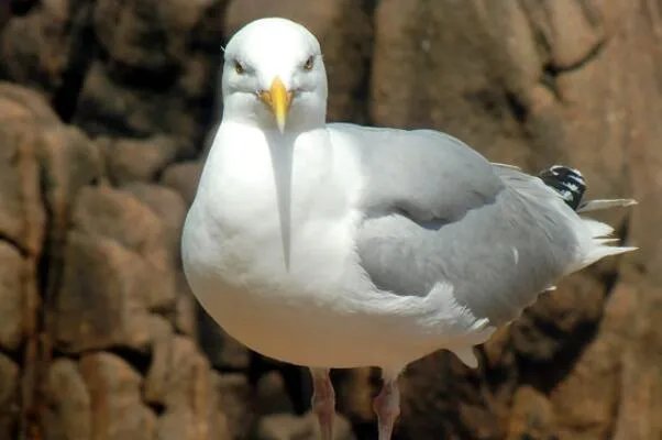 世界上十大最危险的鸟类，秃鹫被用于天葬，第二是菲律宾国鸟