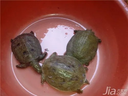 王八吃什么?王八喂养技巧解析