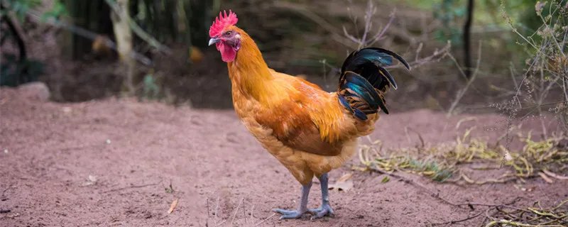 母鸡下蛋需要公鸡吗