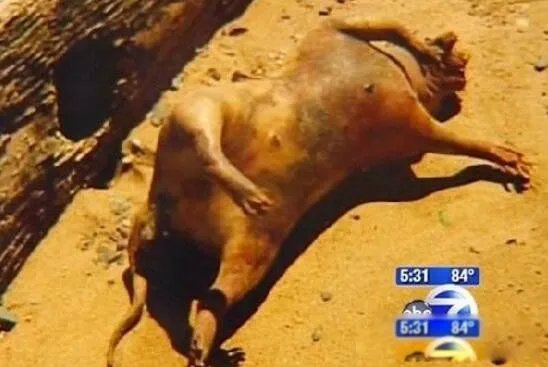 曼哈顿怪兽图片介绍 事件怎么回事真的存在吗