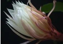 昙花一现的现是什么意思是什么