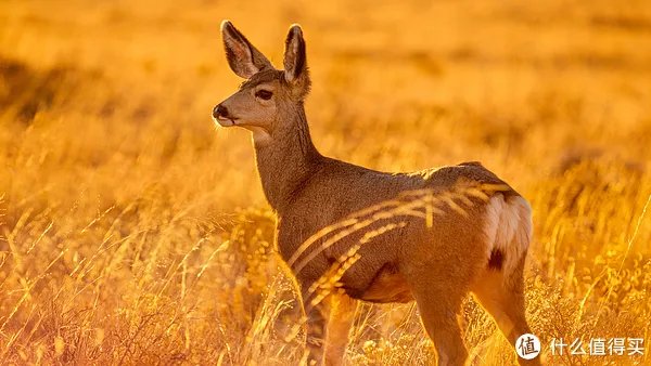 飞利浦电视机怎么样