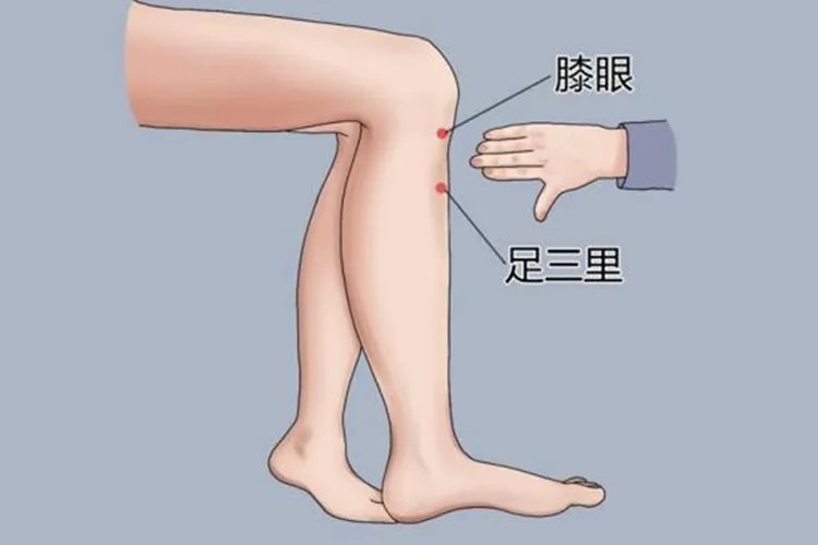 三伏贴最佳穴位图