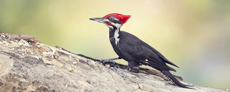 益鸟和益虫有哪些 有哪些益虫和益鸟