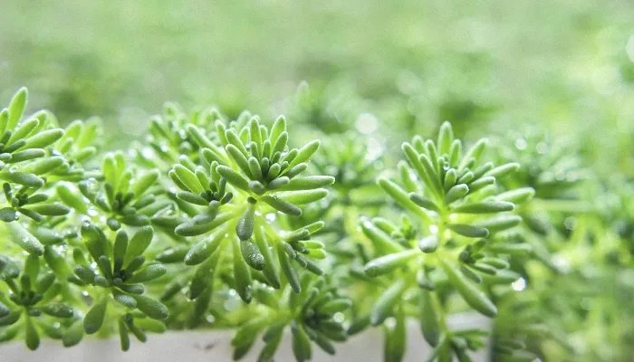 2022立春是几月几日 2022年立春是什么时候