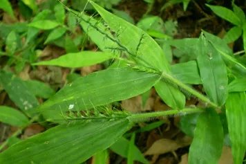 求米草的功效与作用