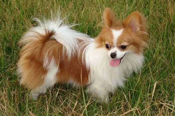 世界十大最小的狗 最小吉娃娃体重仅有1公斤左右