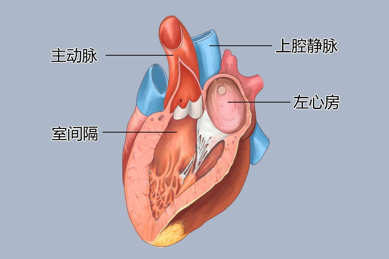 大动脉在哪个位置