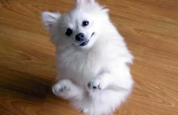 银狐和白博美的区别