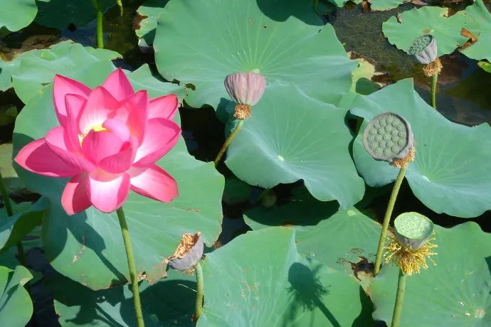 春夏秋冬各有什么花 四季代表性的花卉是什么