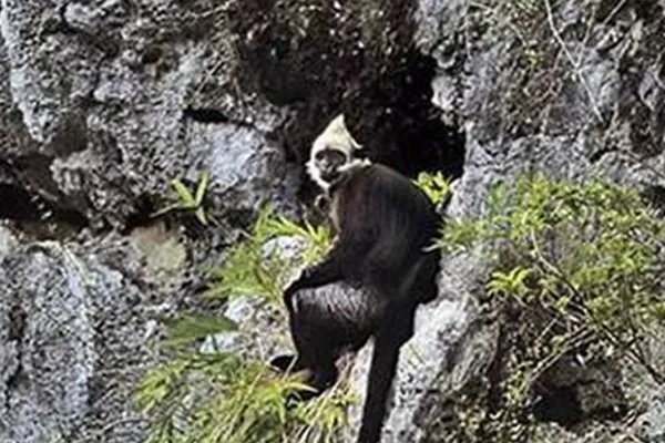 世界上十大珍稀动物:大熊猫只排第六，第一名几近灭绝