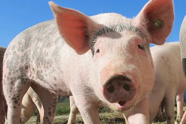 属猪的最佳婚姻配对 属猪的婚姻最佳配偶