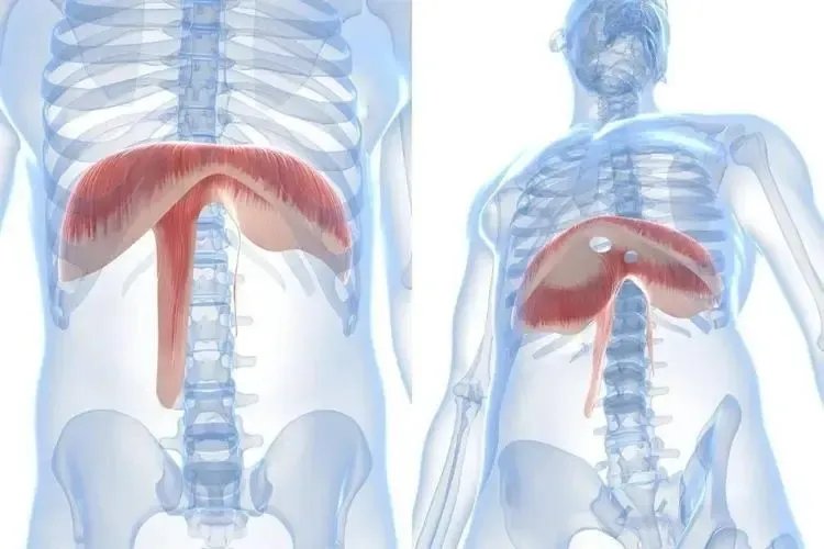 横膈膜在哪个位置示意图