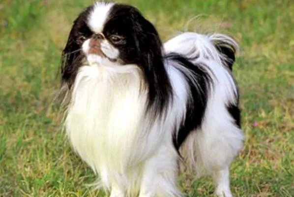 世界上最小的狗前十名 博美犬上榜，第一身高仅有15厘米左右