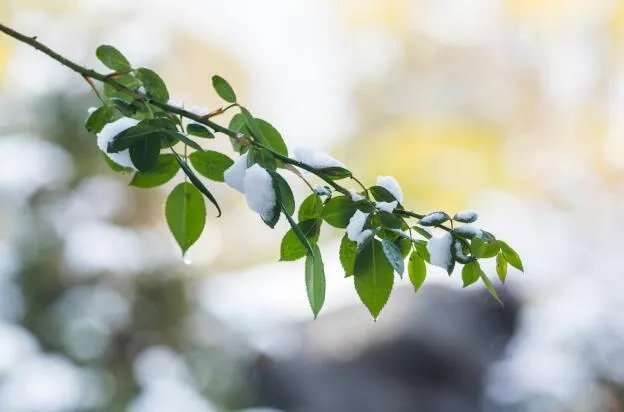 立春图片大全最新 立春节气图片唯美好看