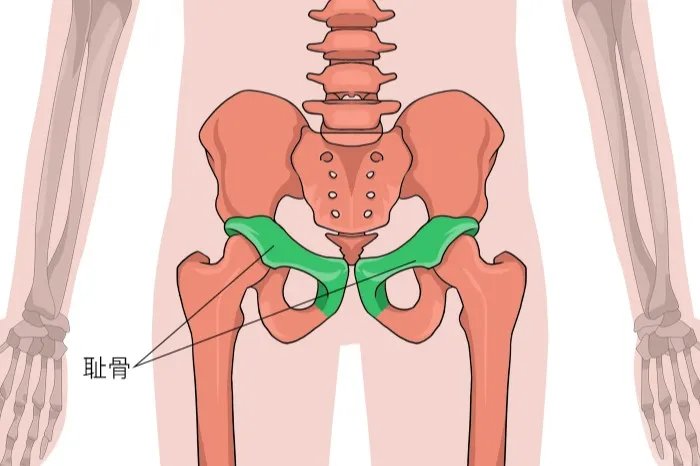 耻骨是哪个部位图解
