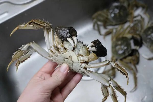 煮螃蟹需要多长时间最好吃