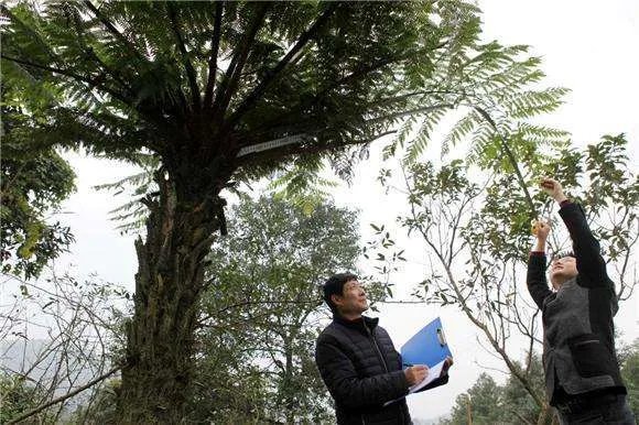 桫椤树怎么栽培 桫椤树有什么作用