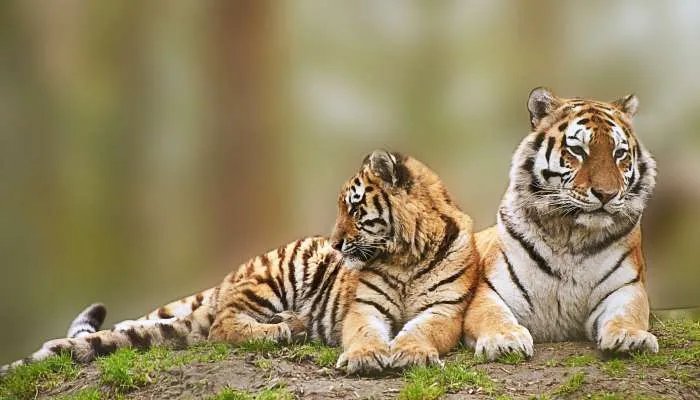 2022年虎本命年的大忌 2022年属虎本命年的禁忌有哪些