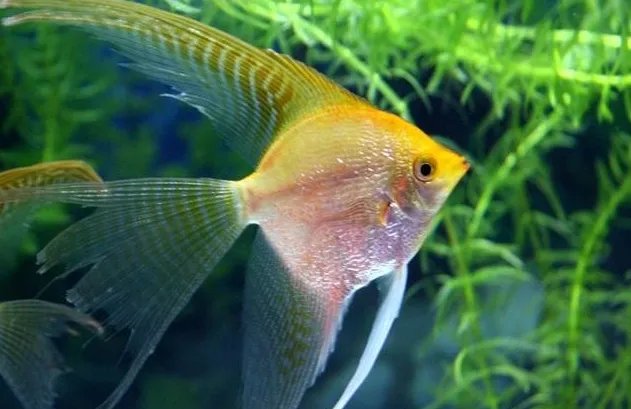 十种最漂亮的热带鱼,世界上最美的热带鱼(附图片)