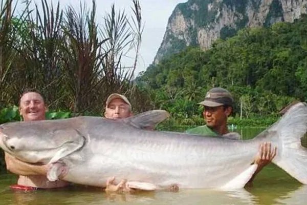 世界上十大珍稀动物:大熊猫只排第六，第一名几近灭绝