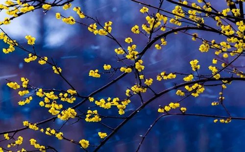 腊梅树图片鉴赏 腊梅花花语和象征意义