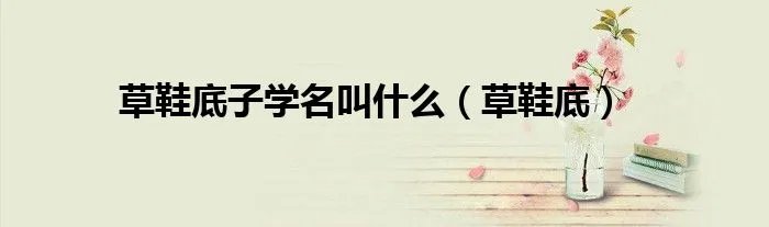 草鞋底子学名叫什么（草鞋底）