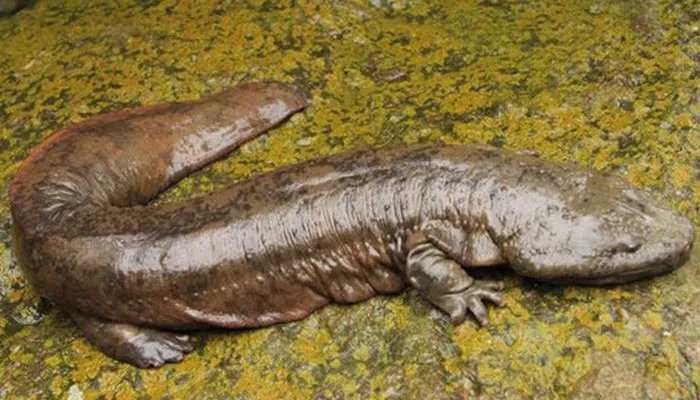 娃娃鱼吃什么 娃娃鱼吃什么食物