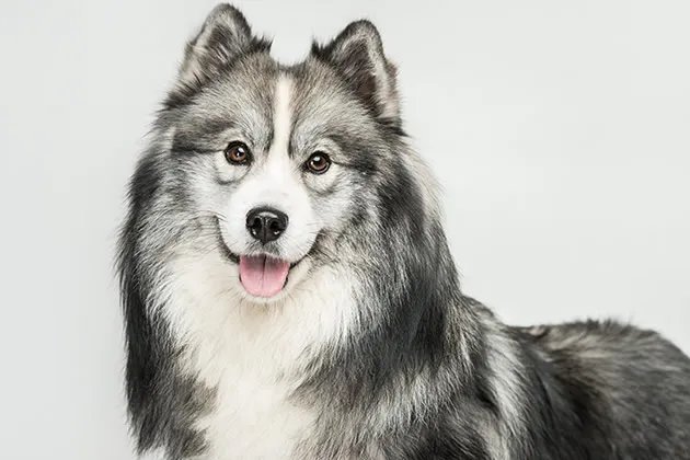 狗的品种大全 常见宠物狗种类有哪些