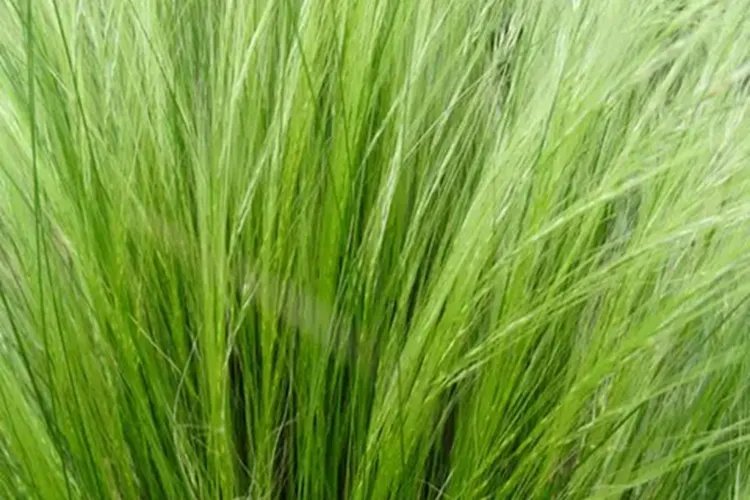 星星草图片和功效作用