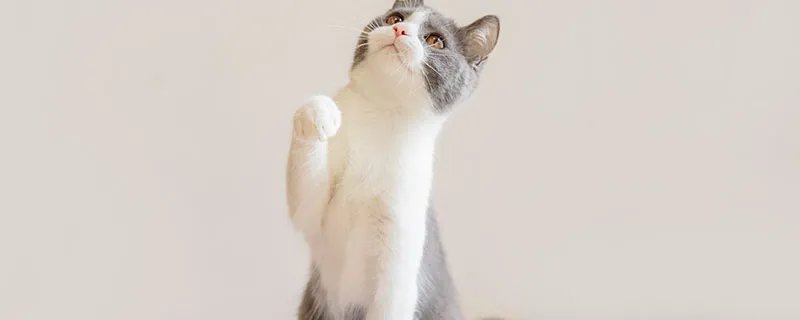 小猫的特点 小猫有哪些特点