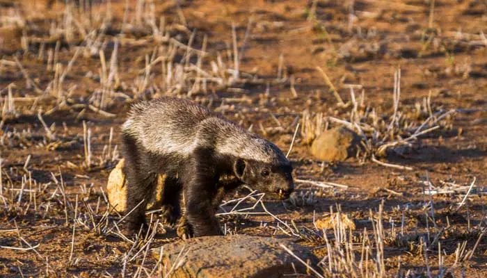 蜜獾的天敌 蜜獾的很厉害