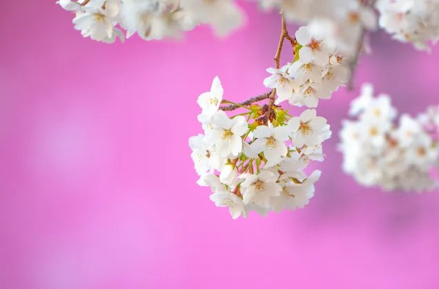 桃月是指几月 被称为桃月的是几月份