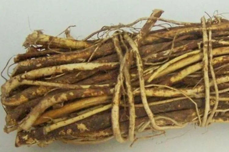 补肾草长什么样子