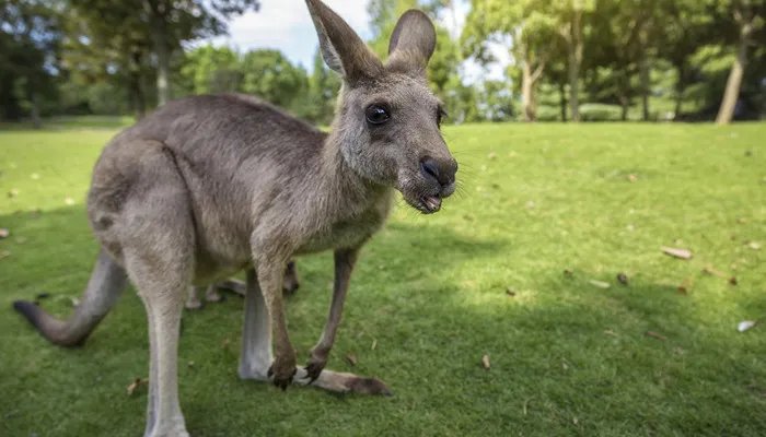 澳大利亚是哪个洲的 澳大利亚是哪个大洲的
