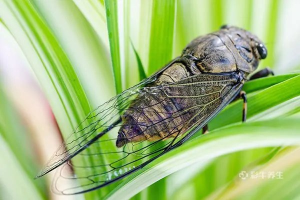 知了的营养价值和功效