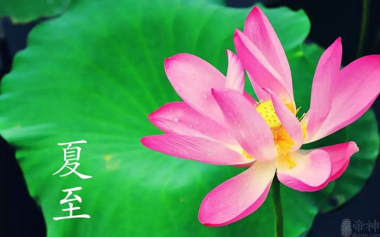 夏至能吃狗肉吗