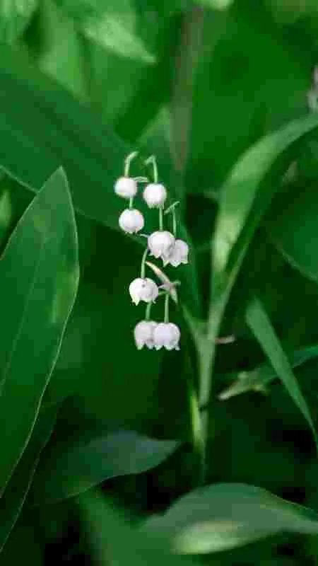 军士长是什么军衔?