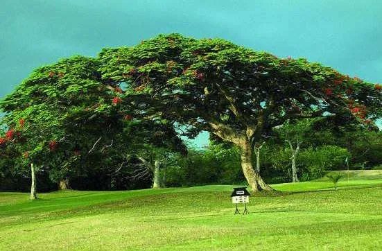 “茂盛”的意思是什么？