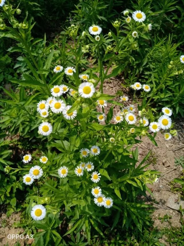 舒兰疫情你怎么看?