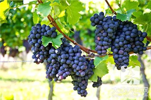 葡萄柚汁是什么