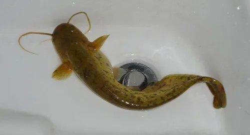 鲇鱼图片及营养价值 孕妇可以吃鲇鱼吗