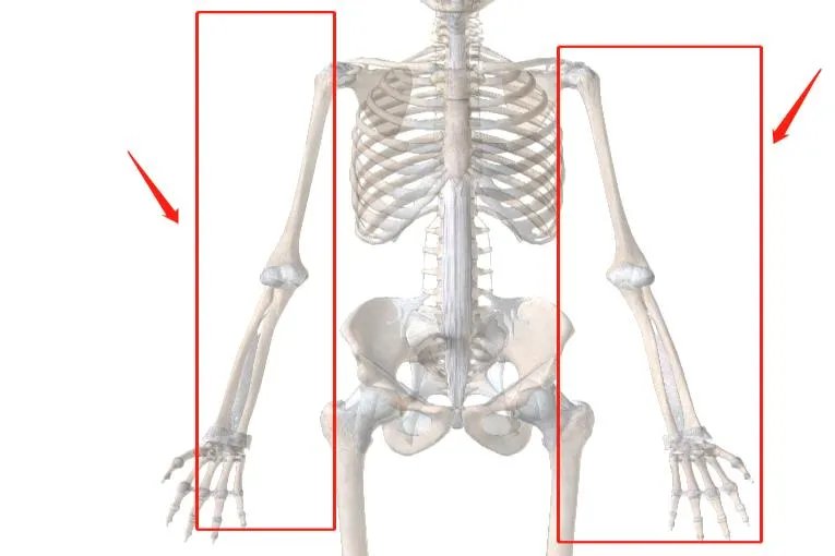 人体骨骼模型图片