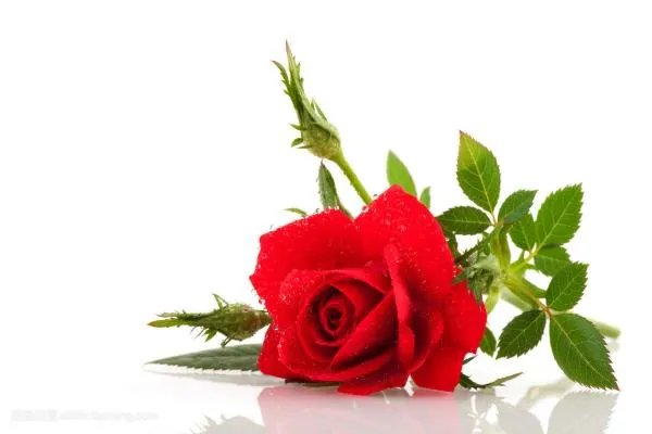 玫瑰花的资料有哪些?