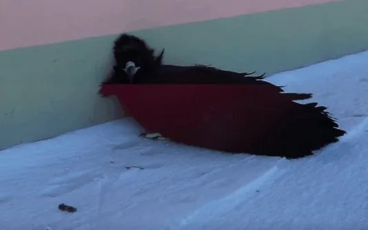 秃鹫太冷了到牧民家求救，现在情况如何？