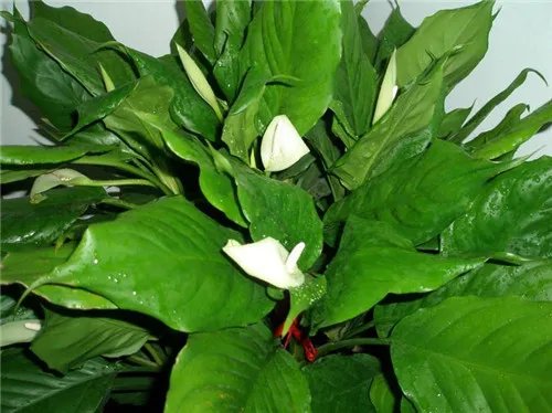 万年青开花好吗 万年青开花代表什么